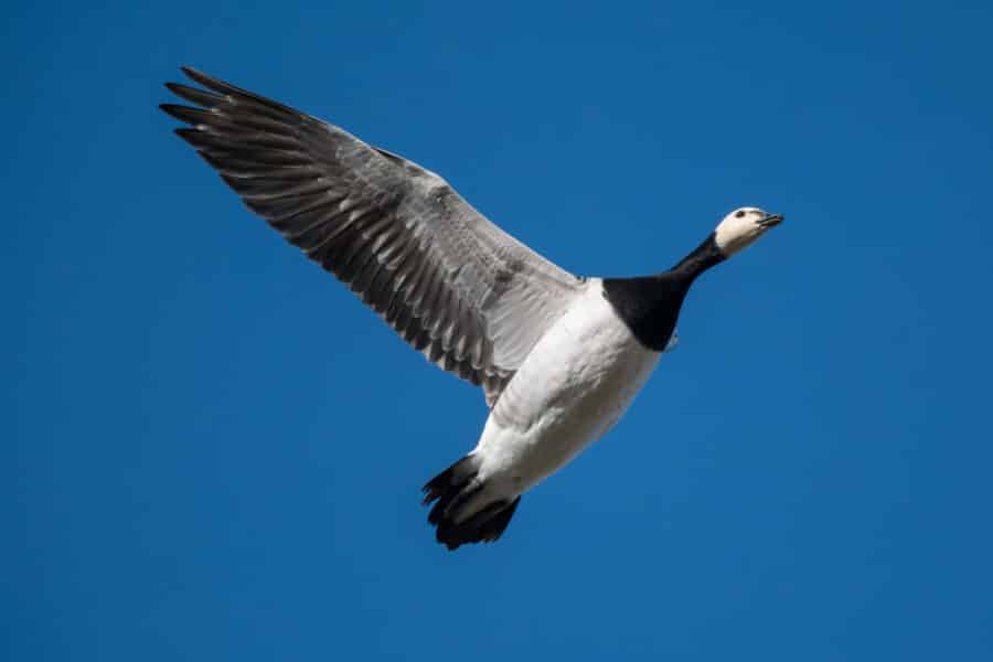 Weißwangengans (Branta leucopsis)