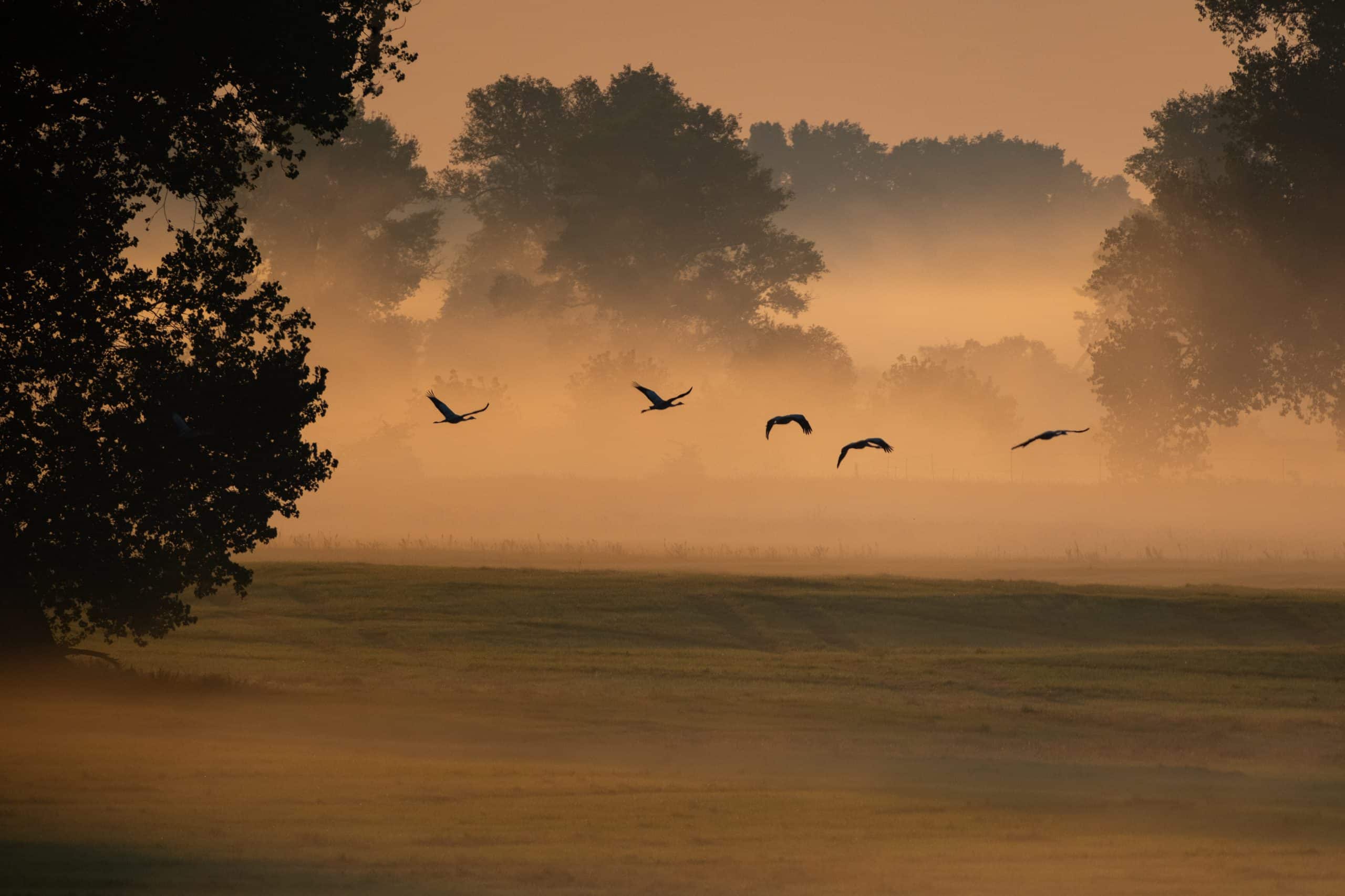 https://skull-nature.com/duemmer-und-ochsenmoor/