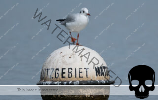 Möwe