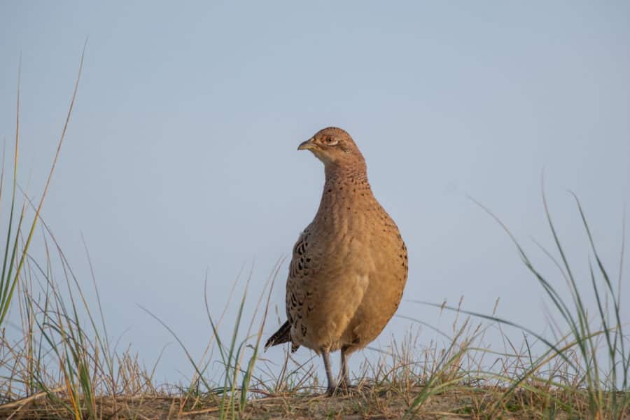 Fasan (Phasianus colchicus)