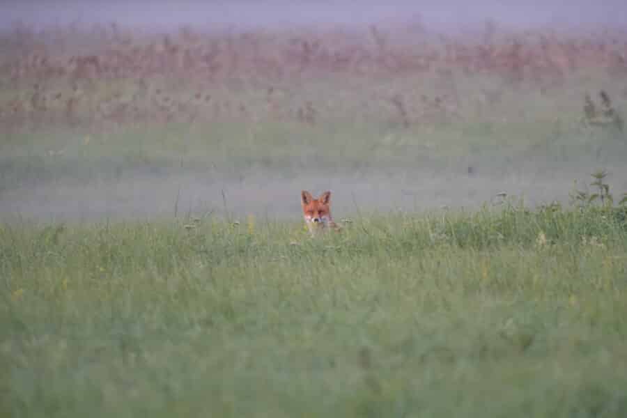Fuchs