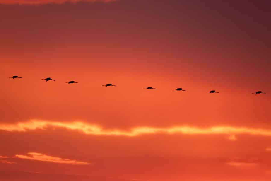 Kranich (Grus grus)