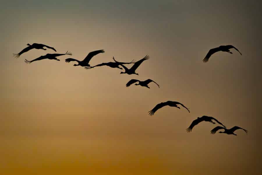 Kranich (Grus grus)