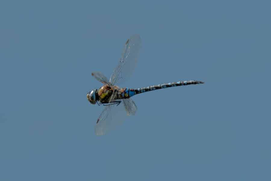 Libelle