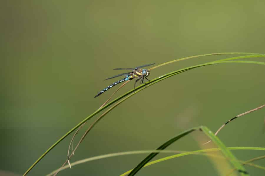 Libelle