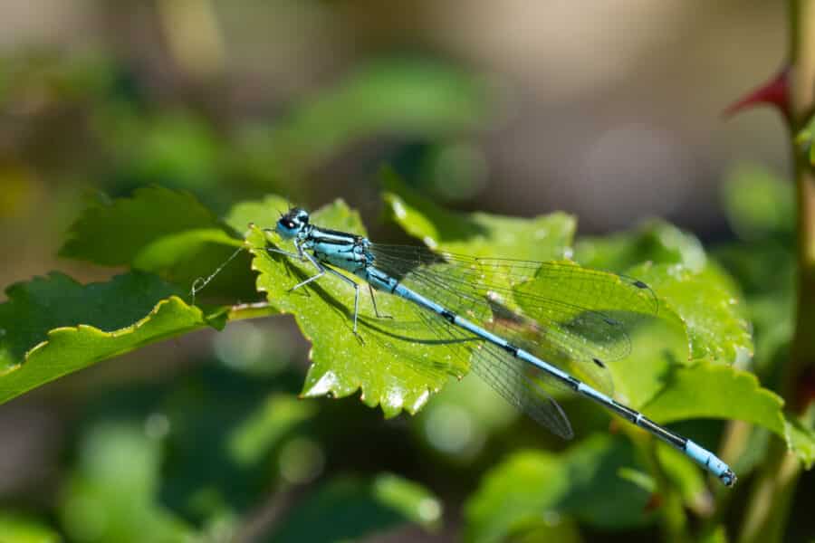 Libelle