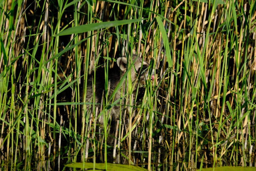 Waschbär