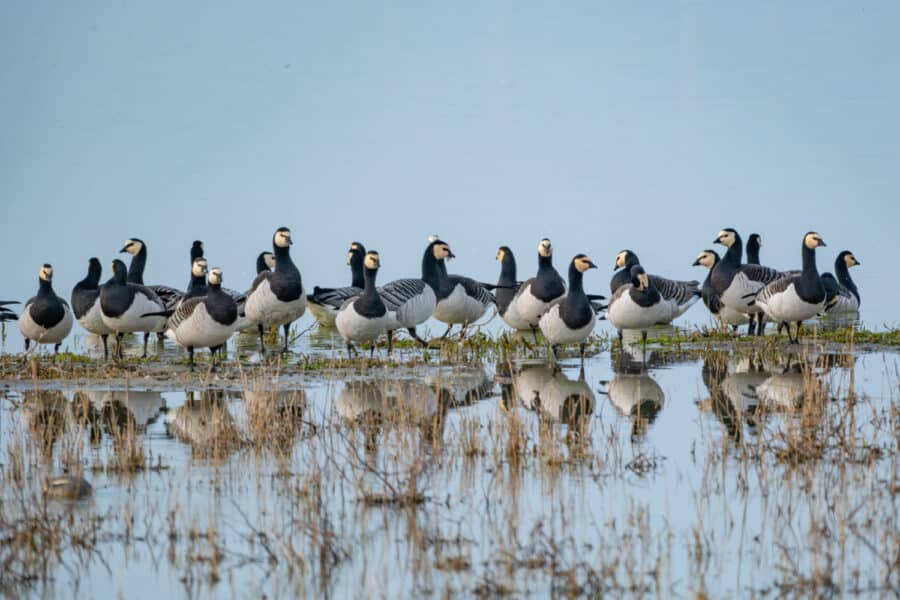 Weißwangengans (Branta leucopsis)