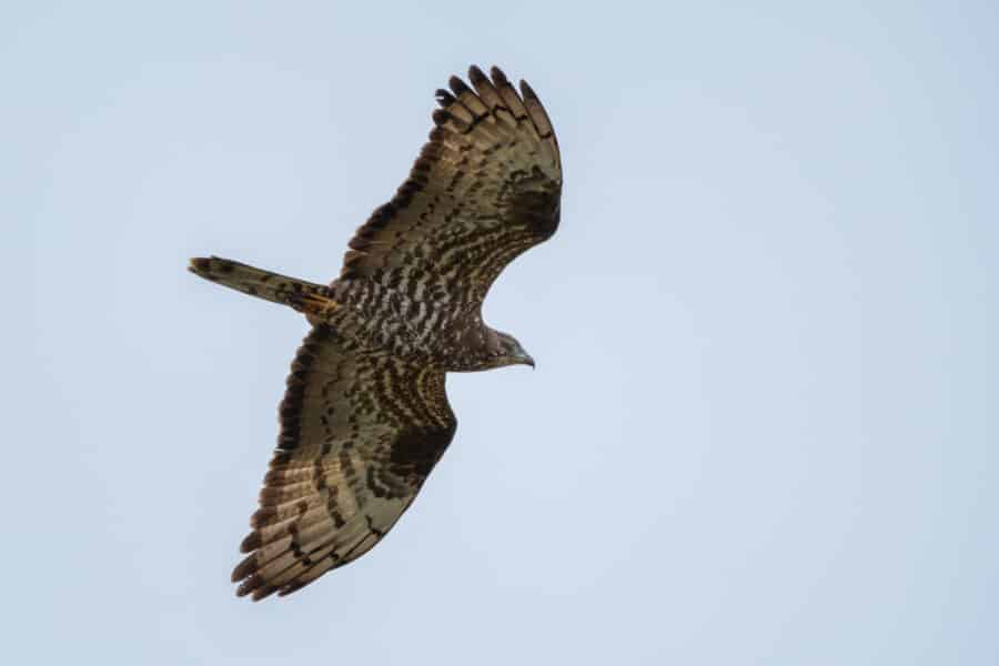 Wespenbussard (Pernis apivorus)
