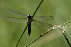 Blutrote Heidelibelle