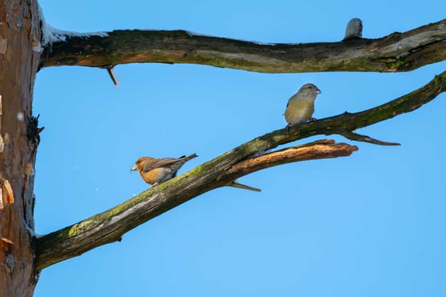 Fichtenkreuzschnabel (Loxia curvirostra)