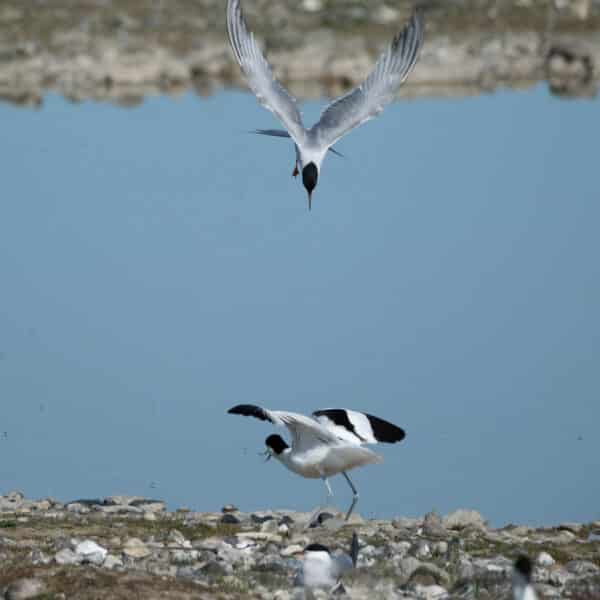 Flussseeschwalbe (Sterna hirundo)