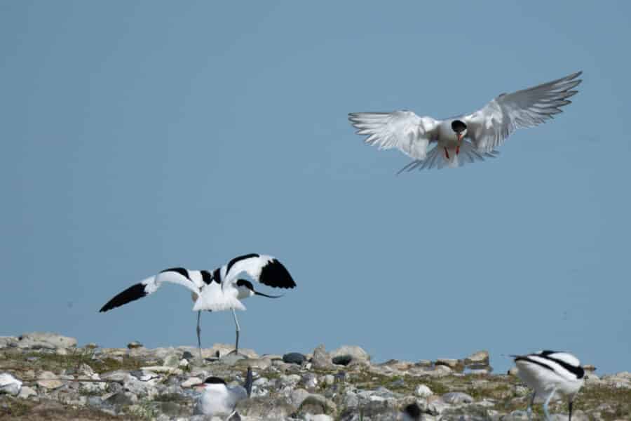 Flussseeschwalbe (Sterna hirundo)