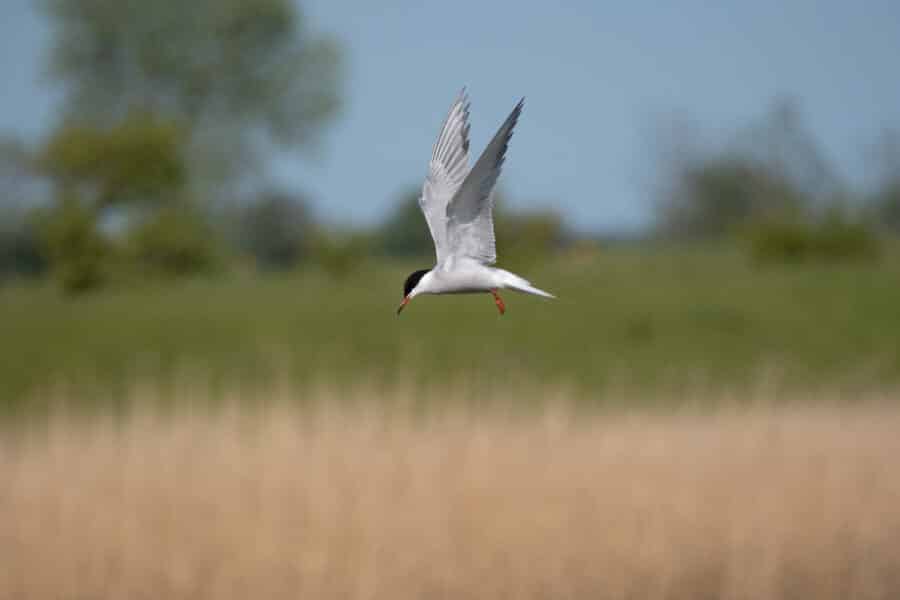 Flussseeschwalbe (Sterna hirundo)