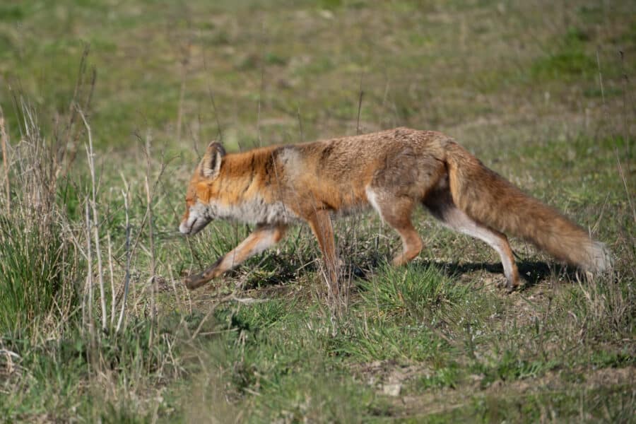 Fuchs