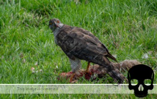 Habicht (Accipiter gentilis)