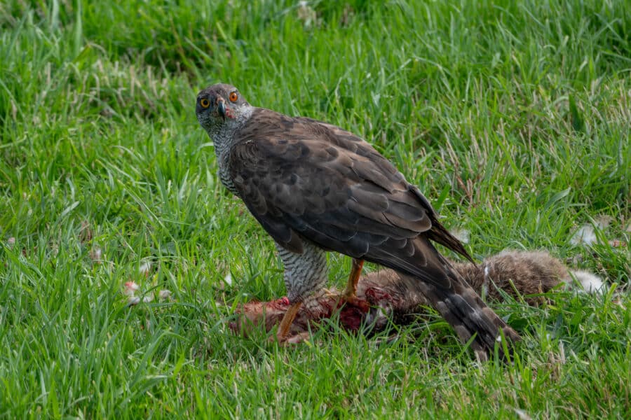 Habicht (Accipiter gentilis)
