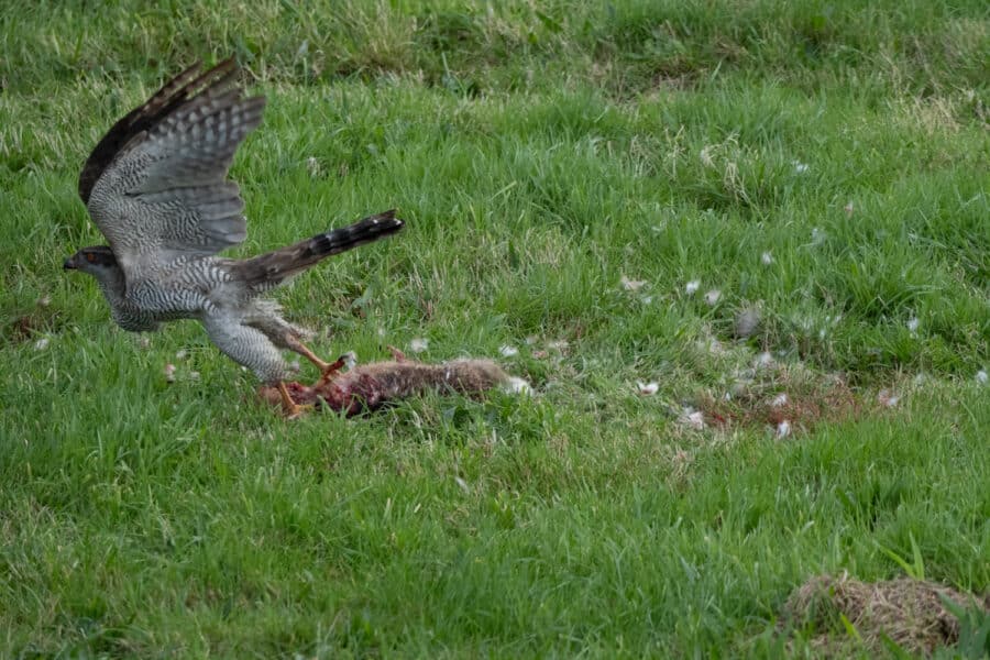 Habicht (Accipiter gentilis)