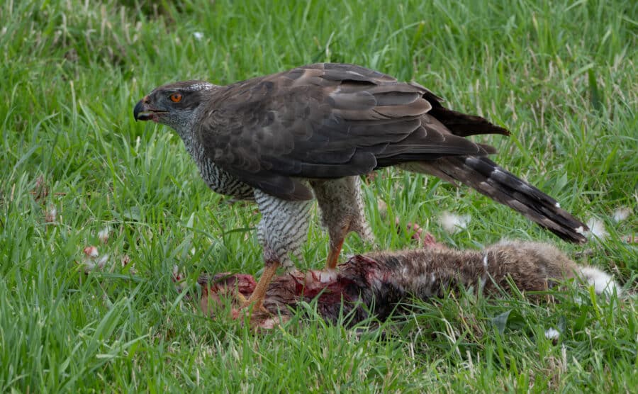 Habicht (Accipiter gentilis)