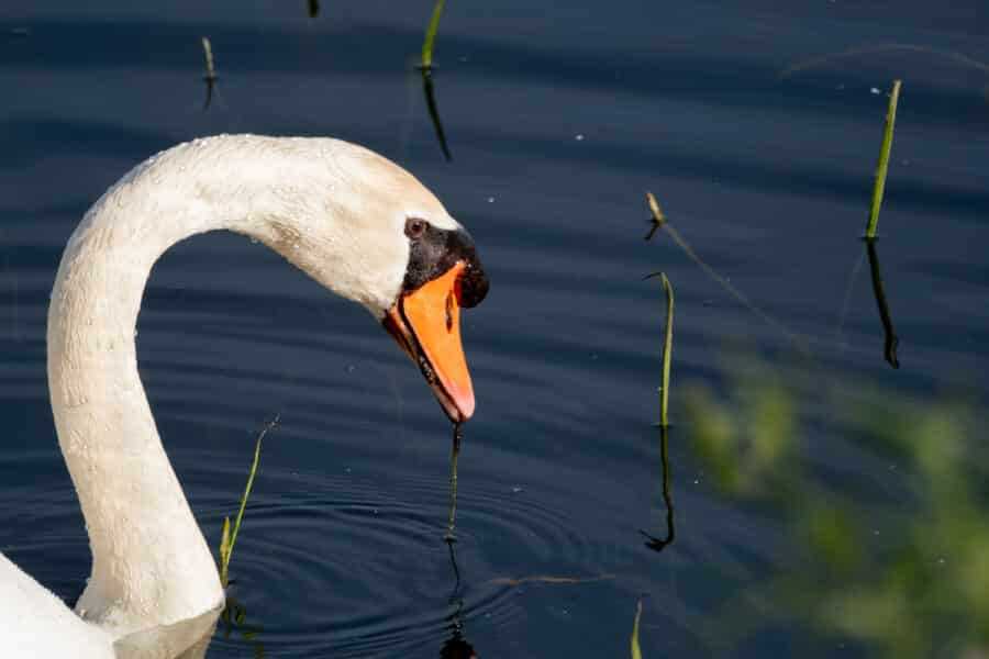 Höckerschwan