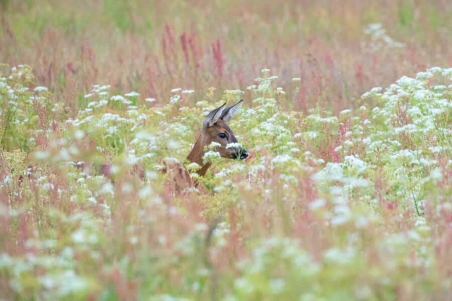 Rehe