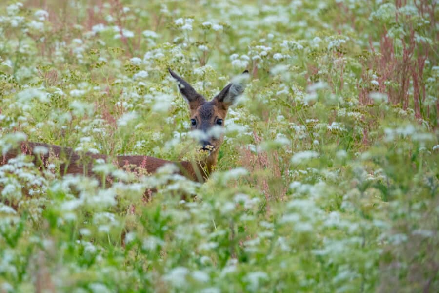 Rehe