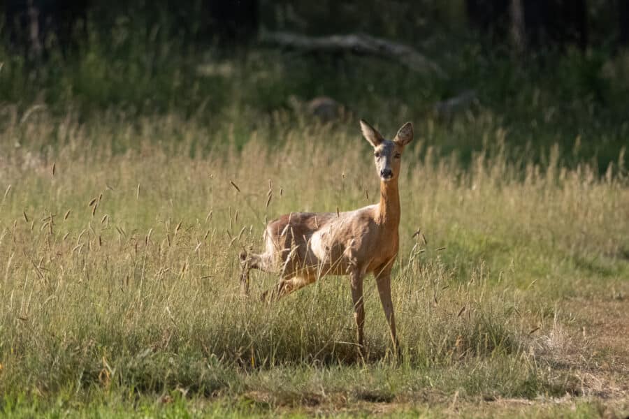 Rehe