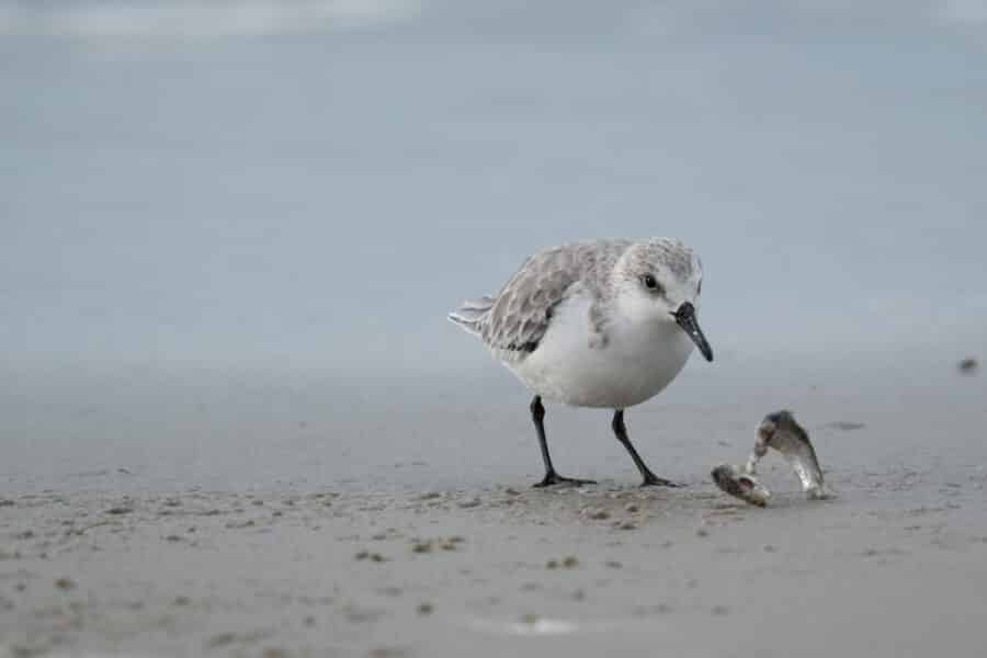 Sanderling