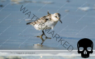 Sanderling