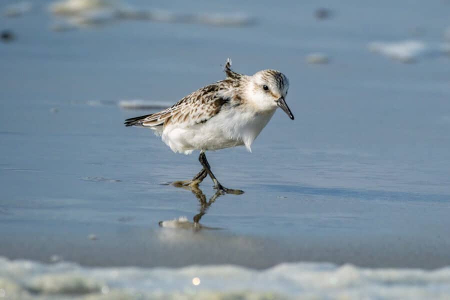 Sanderling