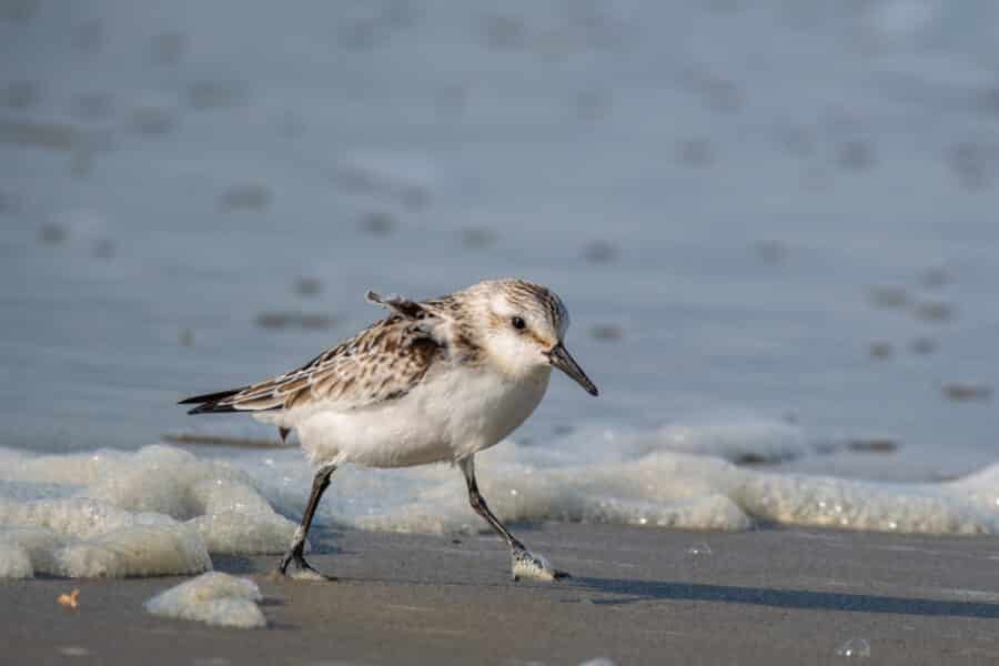 Sanderling