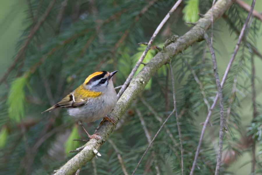 Sommergoldhähnchen