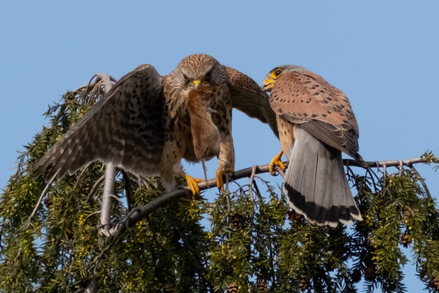 Turmfalke (Falco tinnunculus)