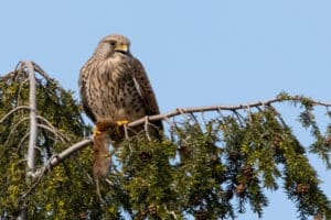 Turmfalke (Falco tinnunculus)