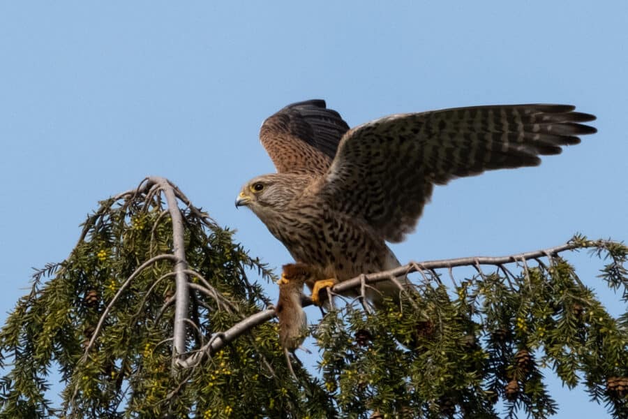 Turmfalke (Falco tinnunculus)