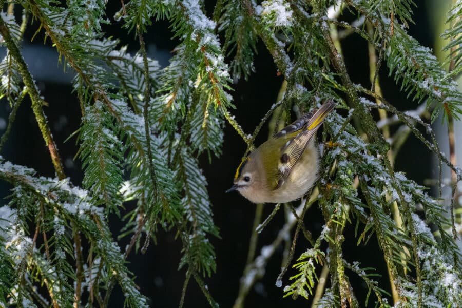 Wintergoldhähnchen