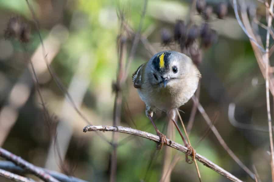 Wintergoldhähnchen