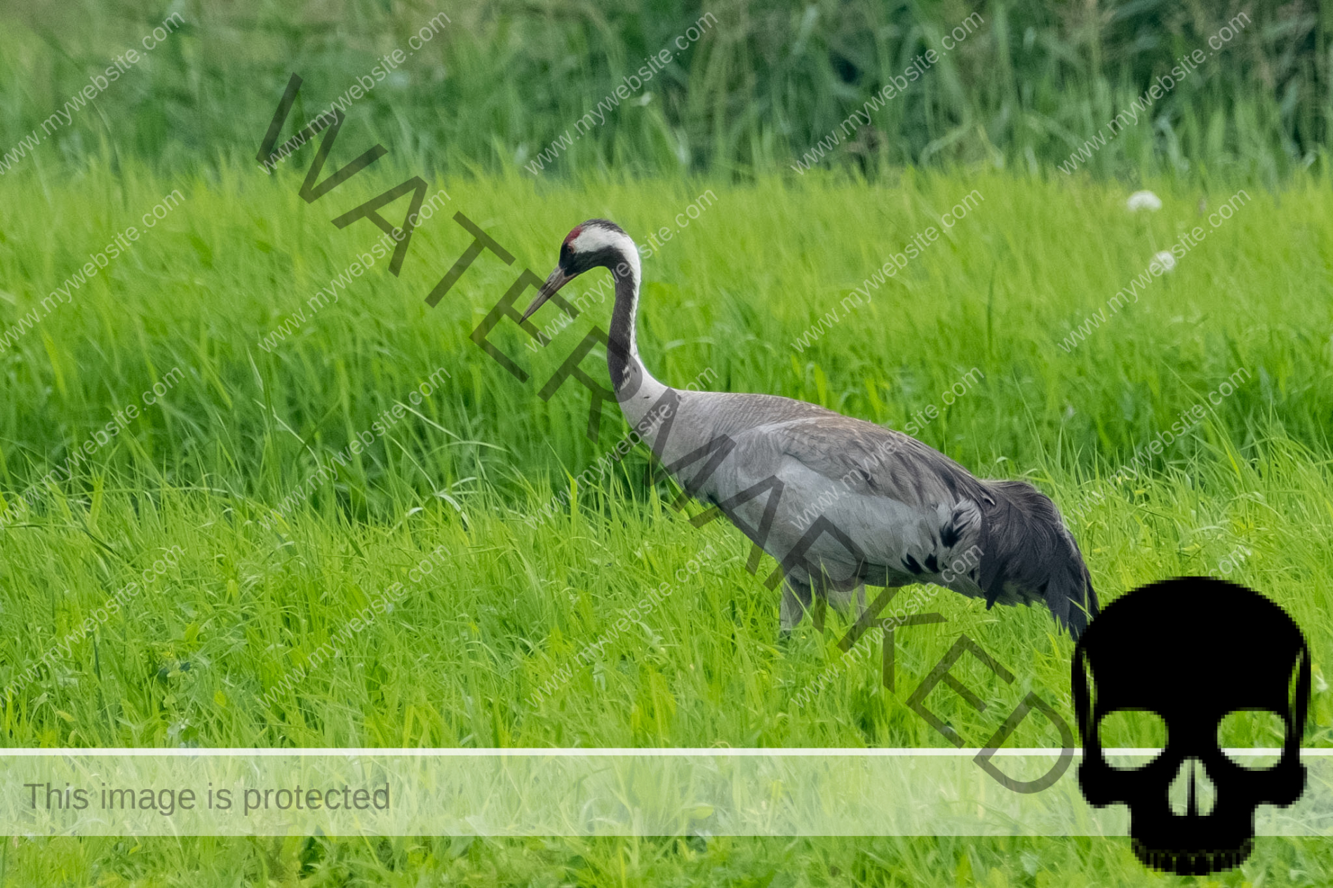 Kranich (Grus grus)