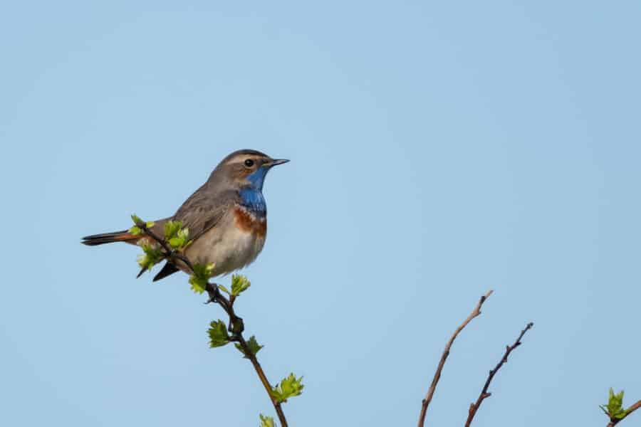 Blaukehlchen