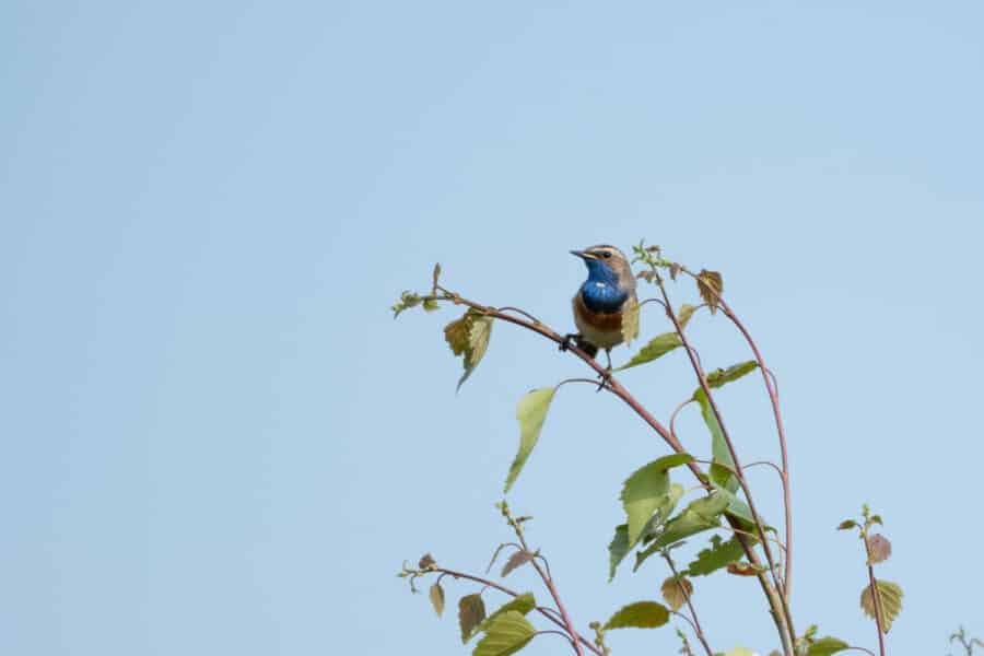 Blaukehlchen