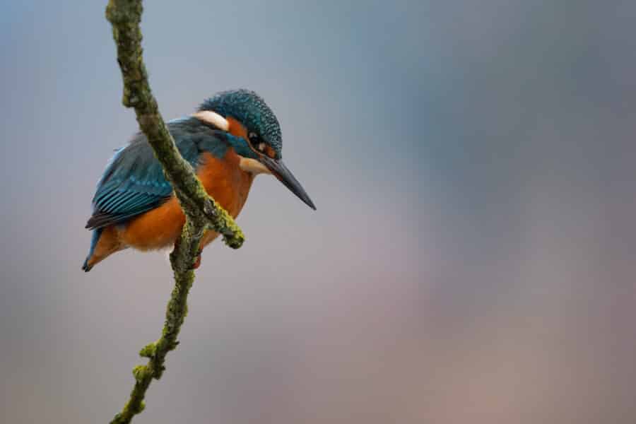 Eisvogel