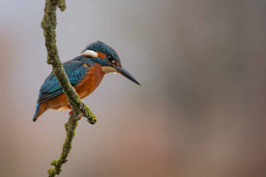 Eisvogel