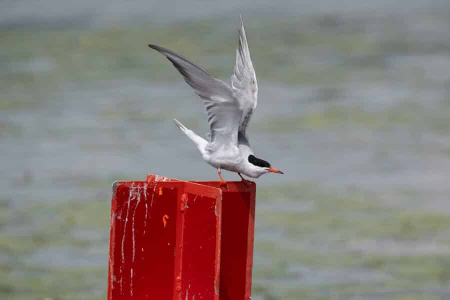 Flussseeschwalbe (Sterna hirundo)