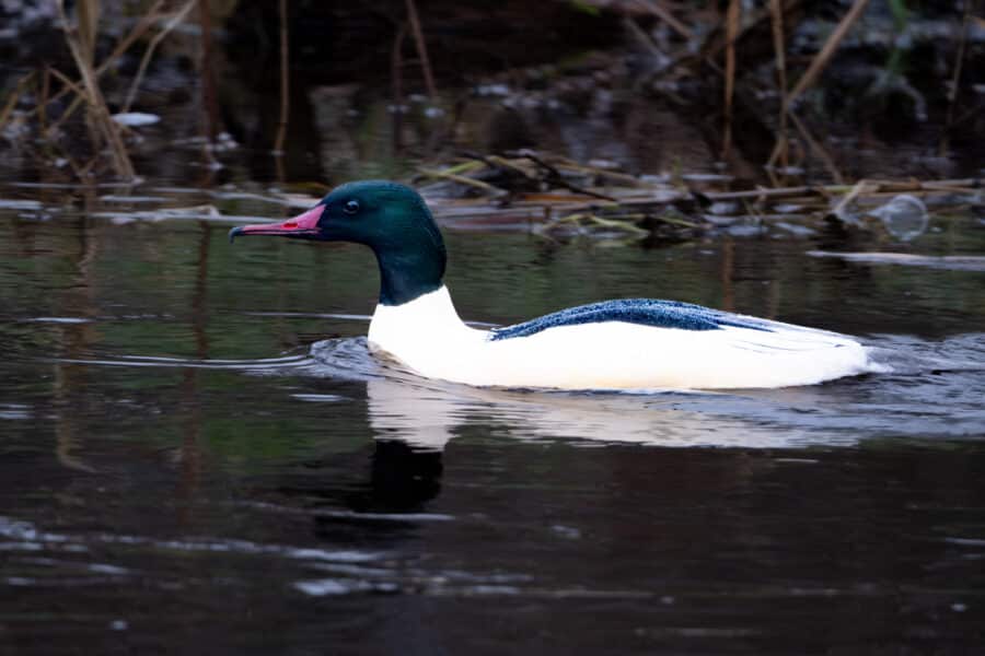 Gänsesäger (Mergus merganser)