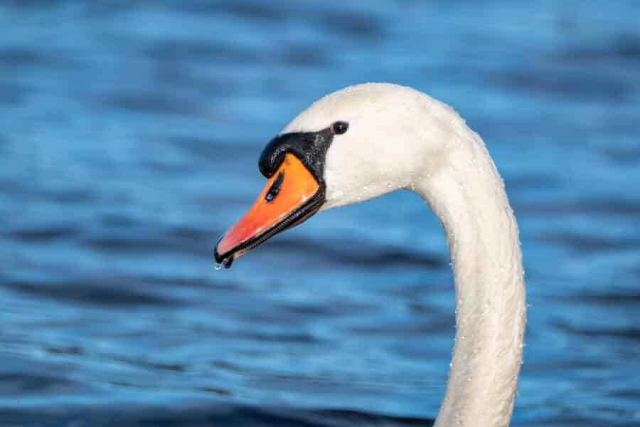 Höckerschwan