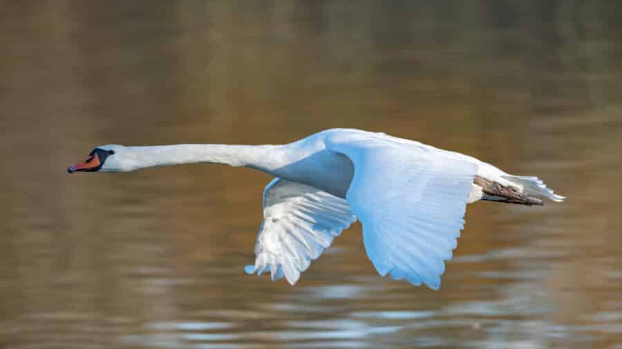 Höckerschwan