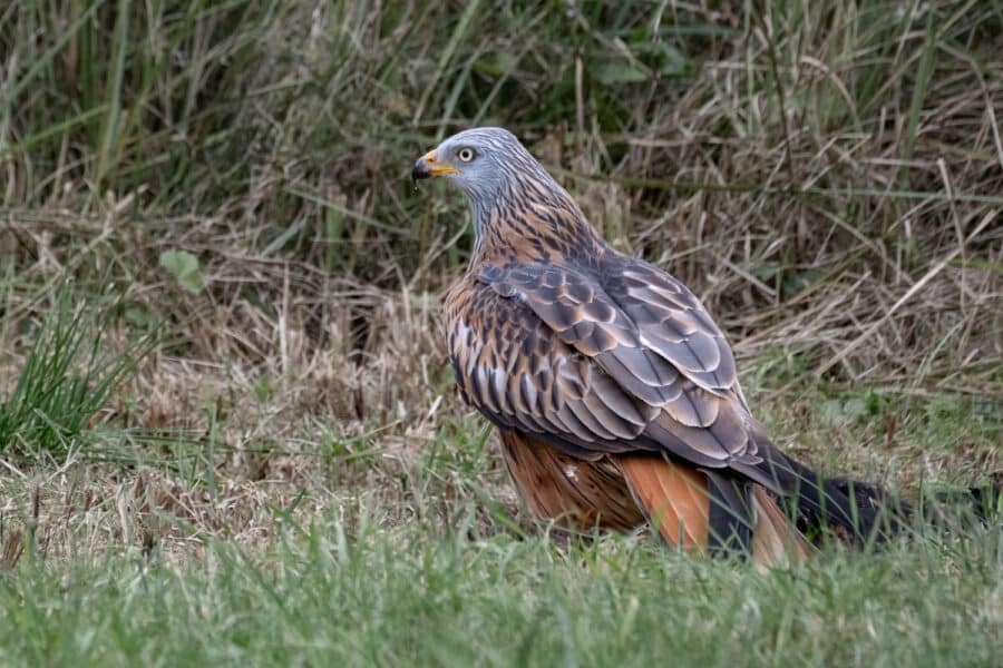 Rotmilan (Milvus milvus)