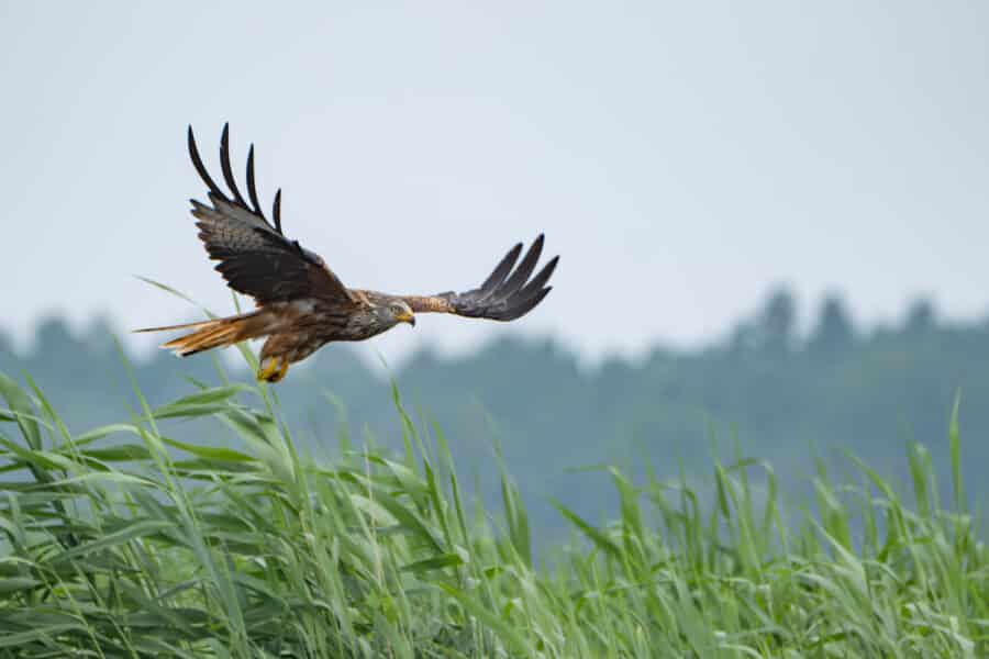 Rotmilan (Milvus milvus)