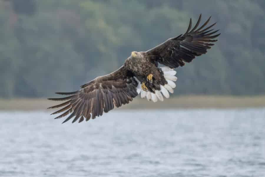 Seeadler