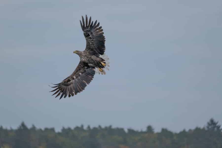 Seeadler